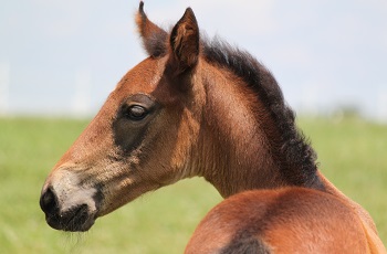 Foal